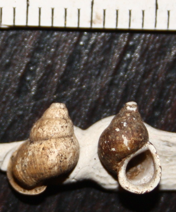 Emmericia patula?